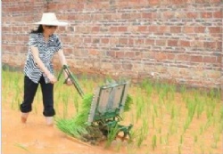 Manual Type Rice Transplanter